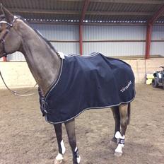 Dansk Varmblod Tirs camus