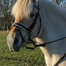 Fjordhest Vængets Mirabel