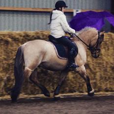 Anden særlig race Østergårds Baloo