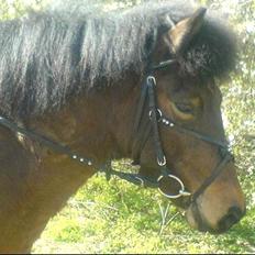 Islænder Frenja fra Risby