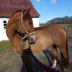 Anden særlig race Casmir