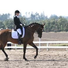 Dansk Varmblod Cassandra Sakstrup