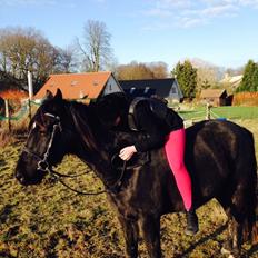 Anden særlig race Meulengracht`s Don Cordoba 