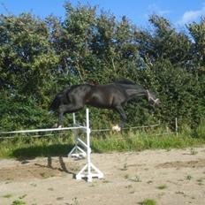 Anden særlig race Meulengracht`s Don Cordoba 