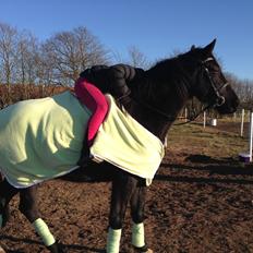 Anden særlig race Meulengracht`s Don Cordoba 