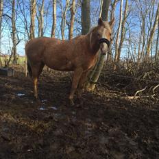 Palomino Ia starlight mist solgt