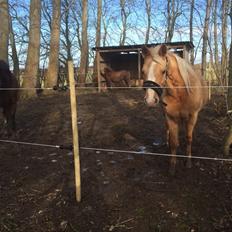 Palomino Ia starlight mist solgt