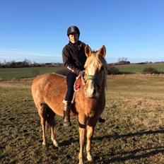 Palomino Ia starlight mist solgt