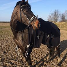 Dansk Varmblod Sherly Skovbo - solgt 