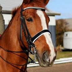 Dansk Varmblod stilbjergs rapsodi