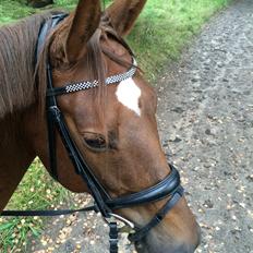 Dansk Varmblod Lunds Intermezzo