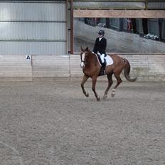 Anden særlig race Amigo