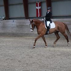 Anden særlig race Amigo