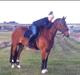 Welsh Cob (sec D) Tireve Bossman 