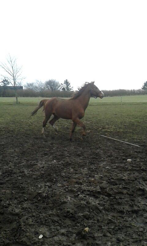 Dansk Varmblod Helheds Zherif billede 15