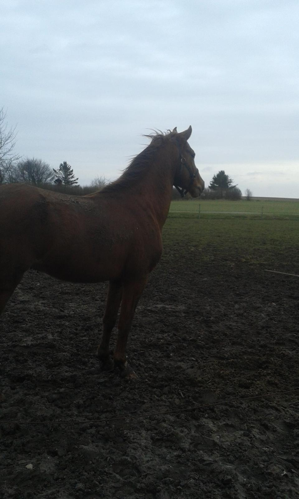 Dansk Varmblod Helheds Zherif billede 17