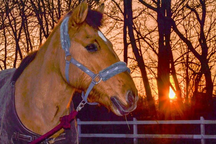 Anden særlig race Lukas billede 18