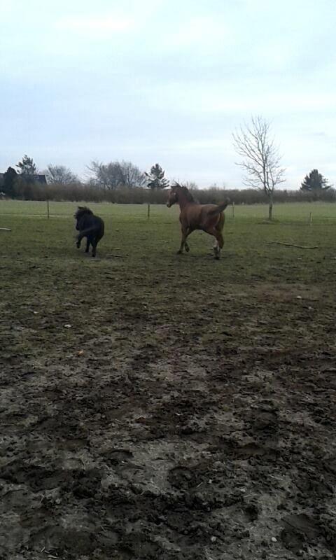 Shetlænder Ferdinant billede 4
