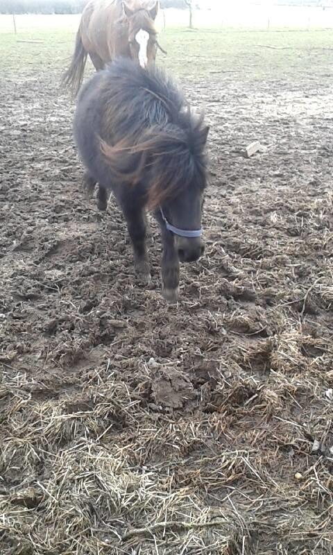 Shetlænder Ferdinant billede 6