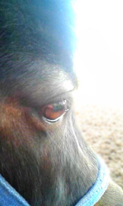 Shetlænder Ferdinant billede 1