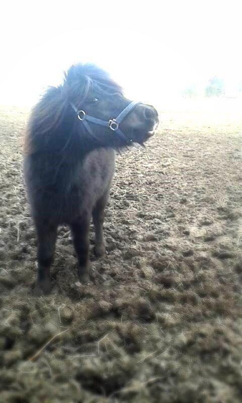 Shetlænder Ferdinant billede 2