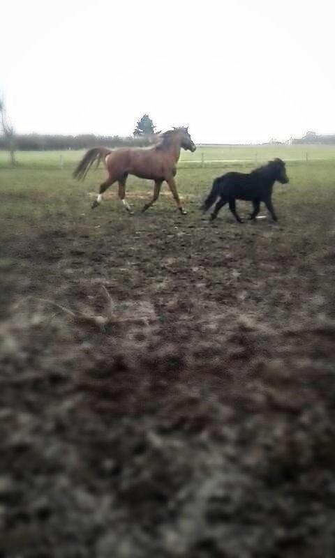 Shetlænder Ferdinant billede 3