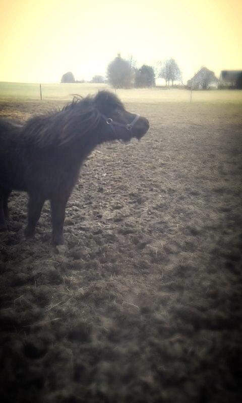 Shetlænder Ferdinant billede 7