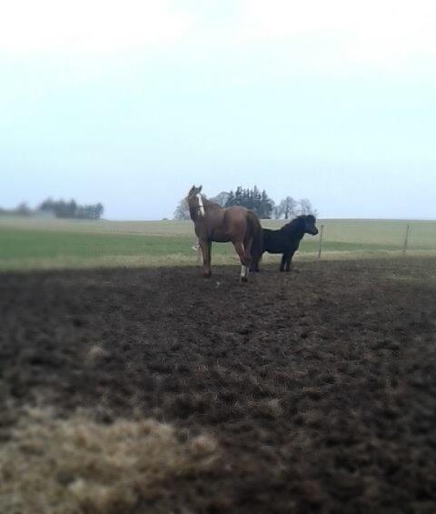 Shetlænder Ferdinant billede 8