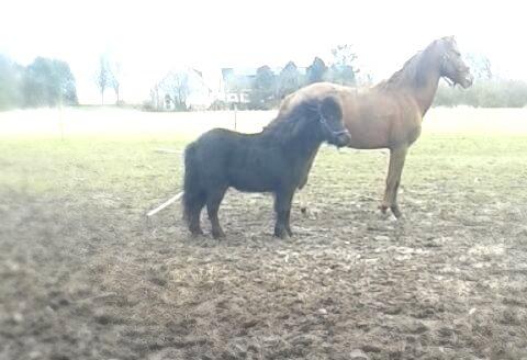 Shetlænder Ferdinant billede 5