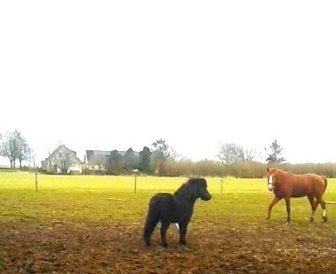 Shetlænder Ferdinant billede 10