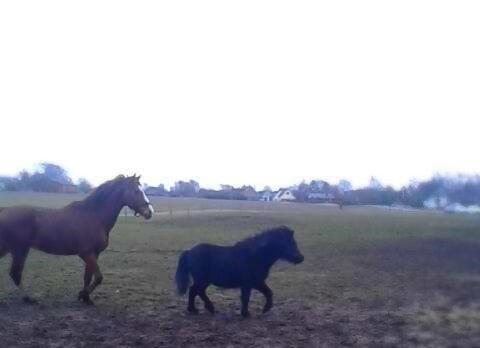 Shetlænder Ferdinant billede 11