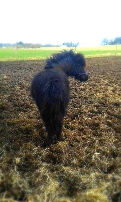 Shetlænder Ferdinant billede 12