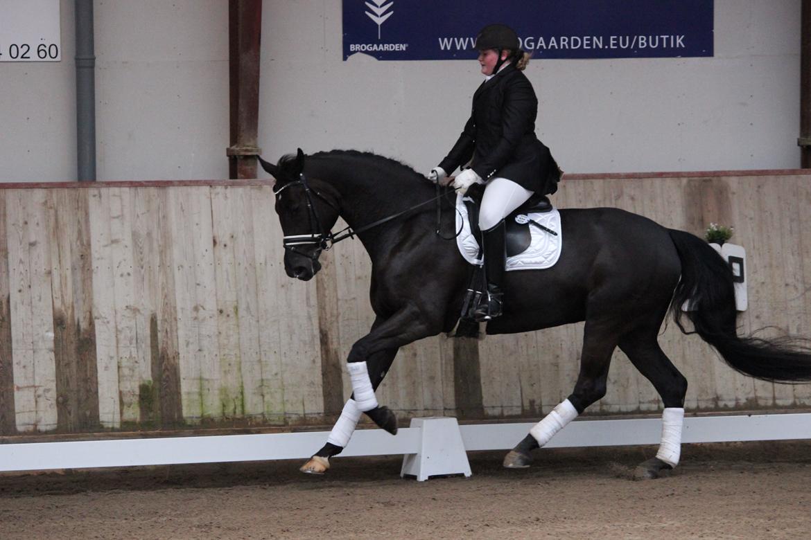 Tysk Oldenburger Love Affair Nexen "Hottie" billede 7