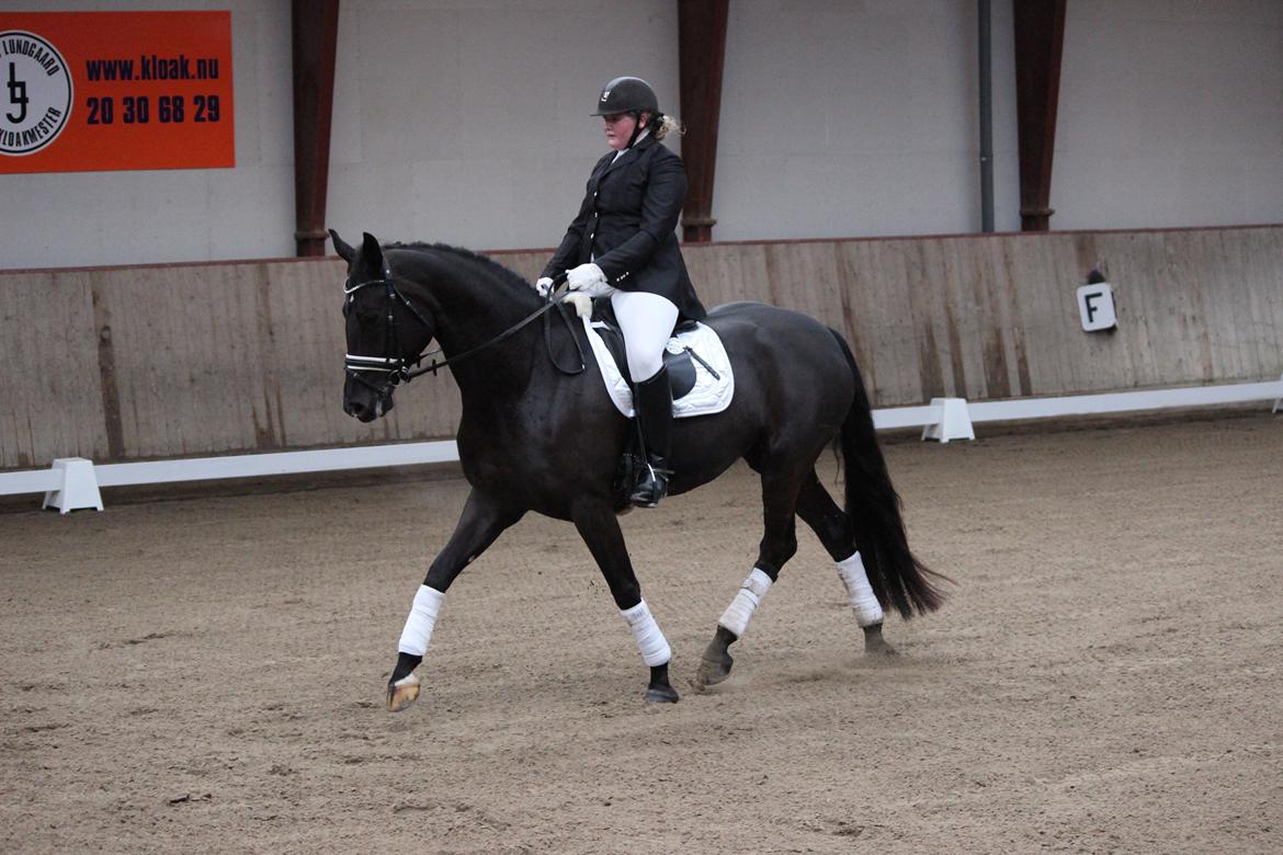 Tysk Oldenburger Love Affair Nexen "Hottie" billede 16