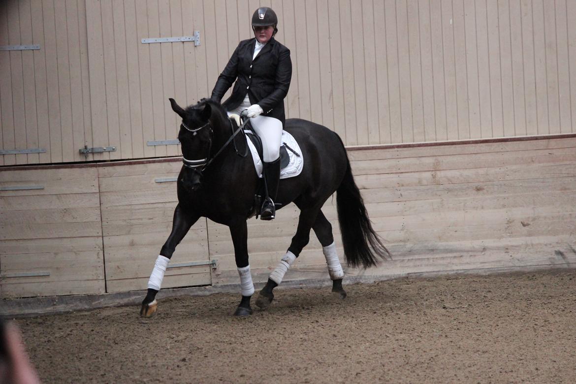 Tysk Oldenburger Love Affair Nexen "Hottie" billede 14