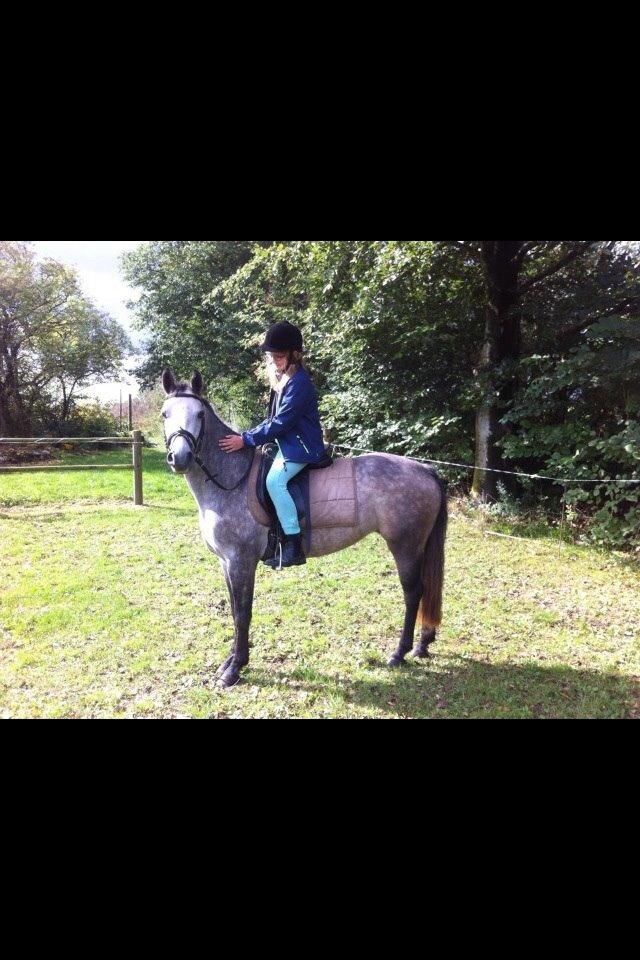 DSP Haahrs Toscana. Dagligt kaldt Tosse "SOLGT" - første gang oppe på hende billede 5