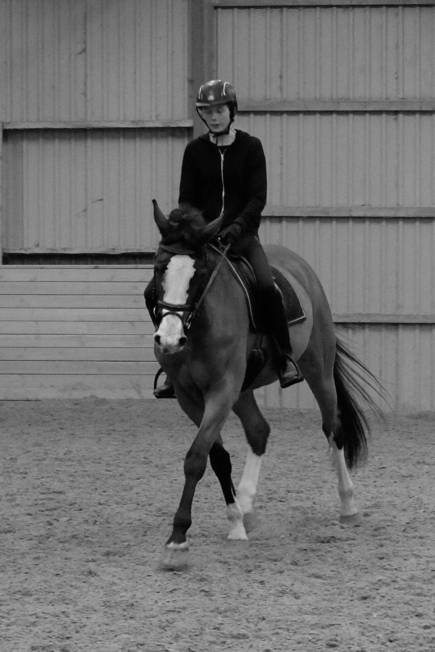 Dansk Varmblod Karisma Kildemark billede 14