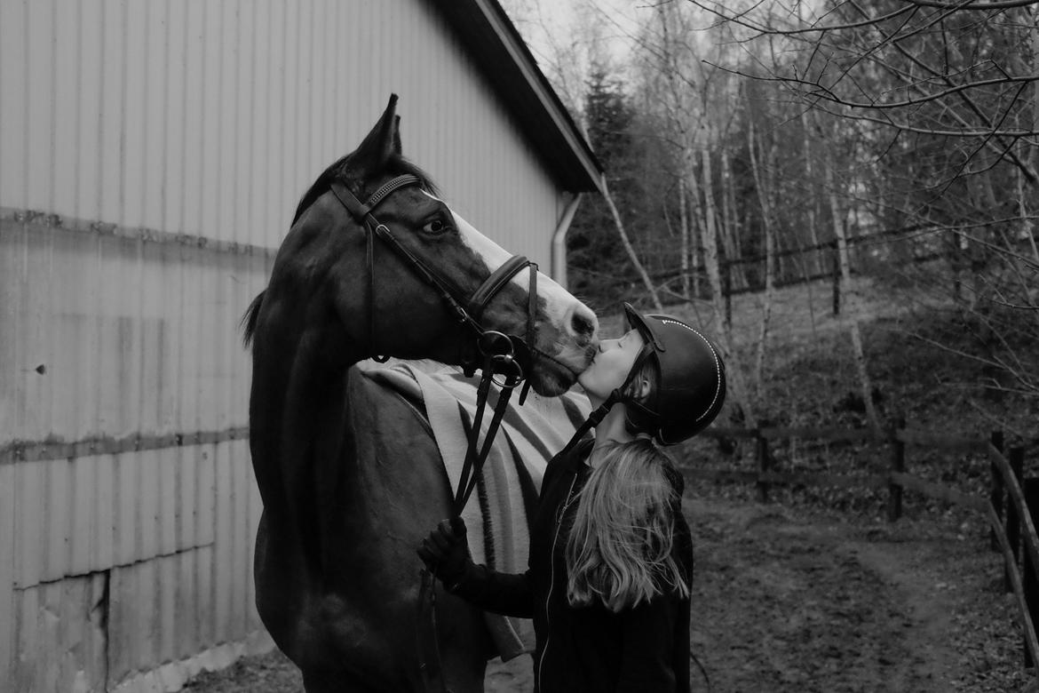 Dansk Varmblod Karisma Kildemark billede 1