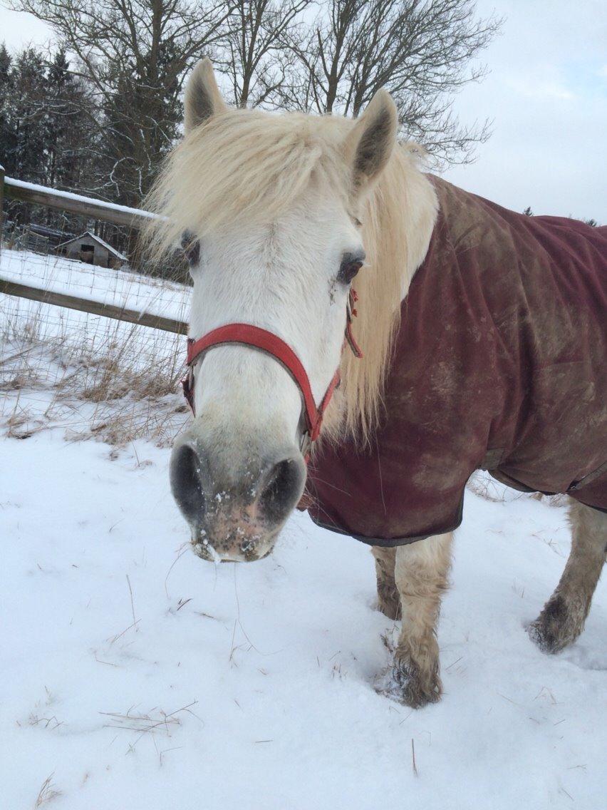 Connemara Frederiksminde Hazy Star billede 5