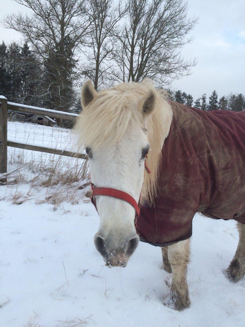 Connemara Frederiksminde Hazy Star billede 7