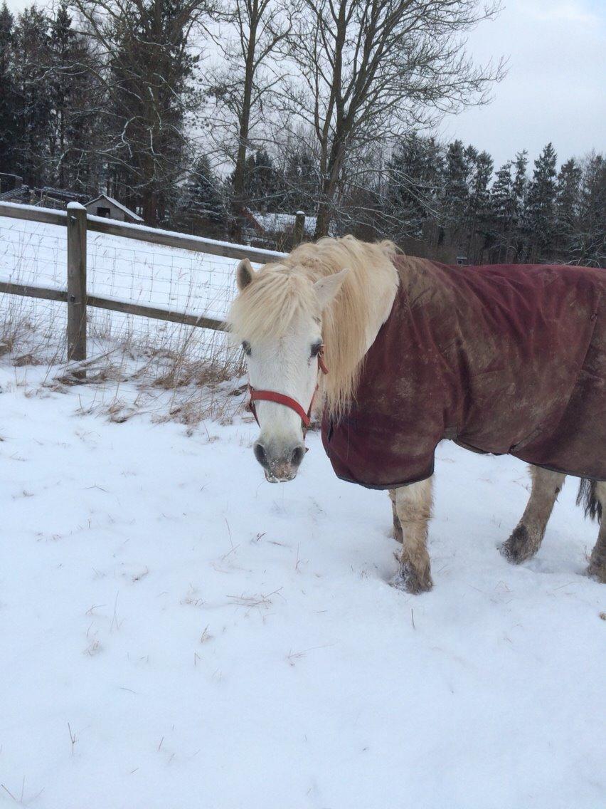 Connemara Frederiksminde Hazy Star billede 8