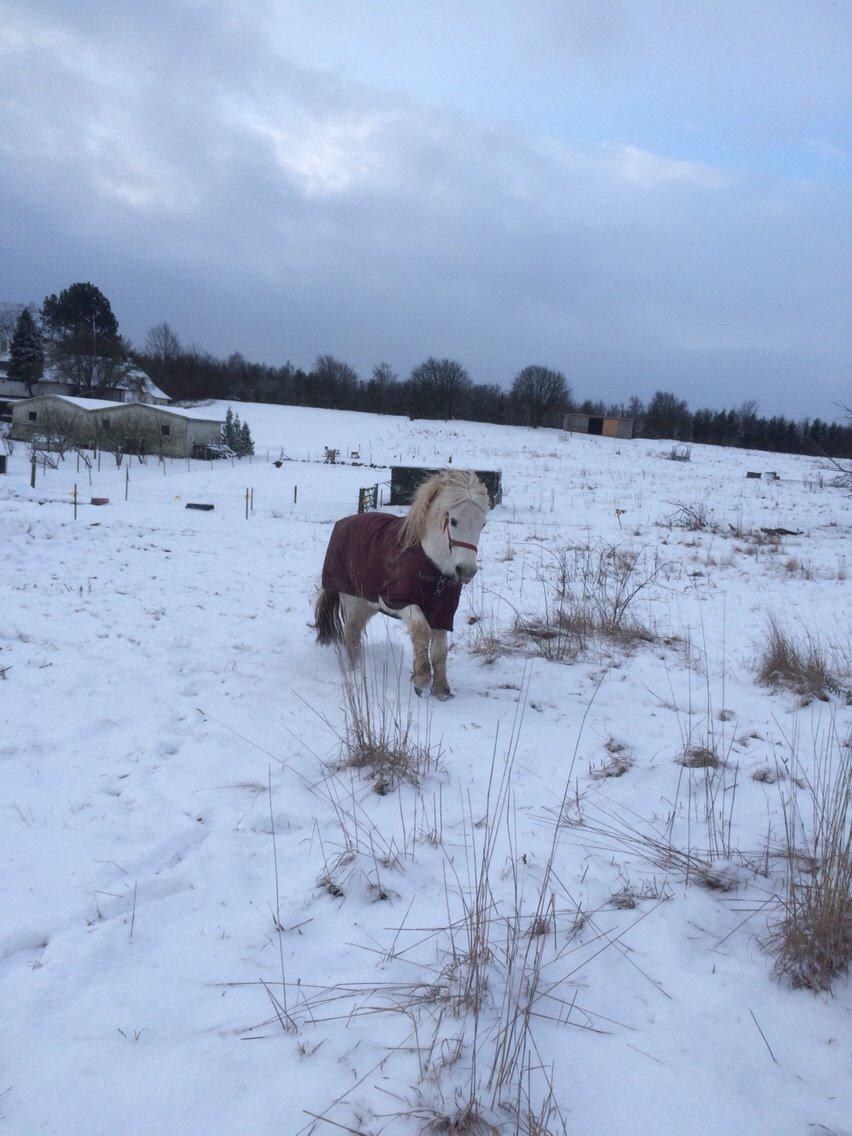 Connemara Frederiksminde Hazy Star billede 9