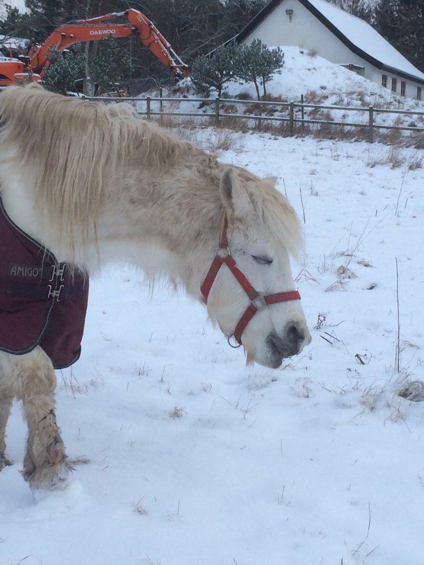Connemara Frederiksminde Hazy Star billede 10