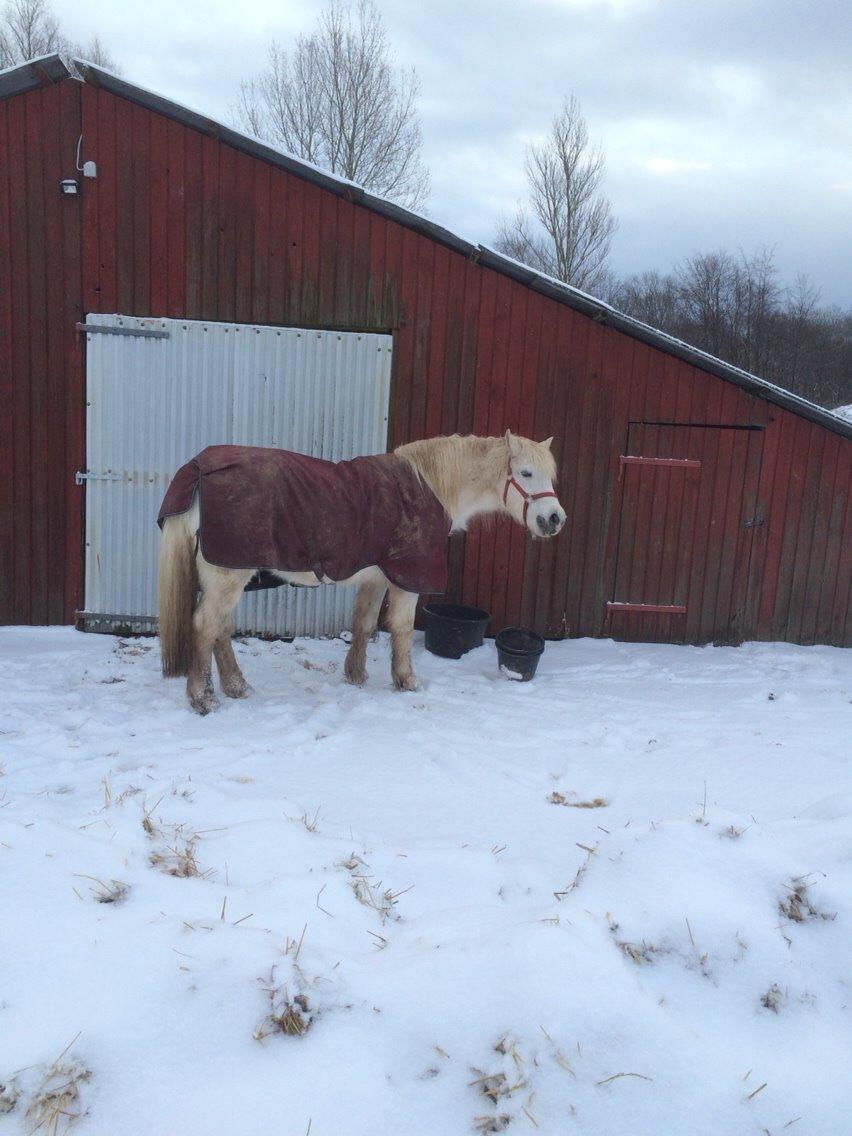 Connemara Frederiksminde Hazy Star billede 11