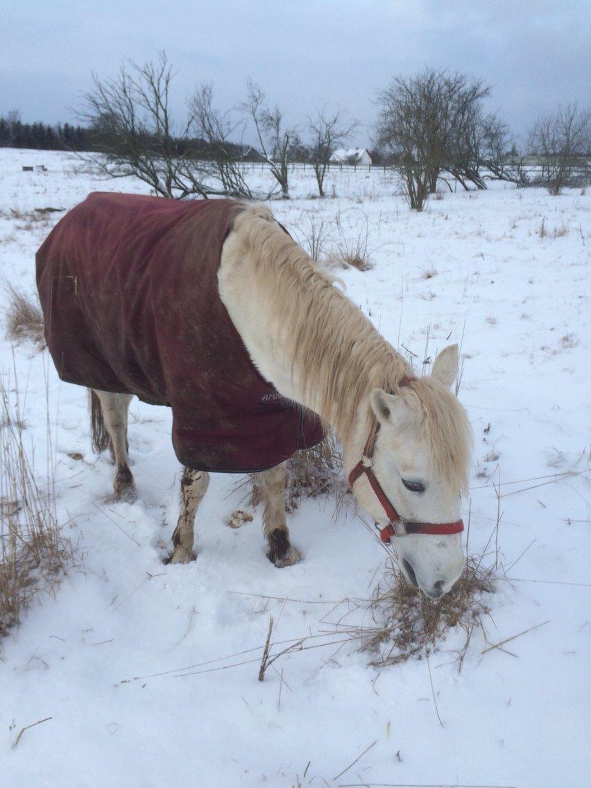 Connemara Veddinge merry mistress billede 6