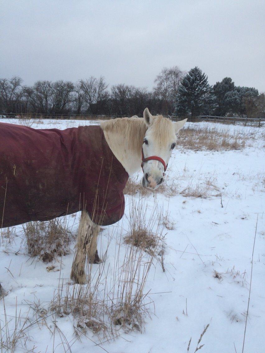 Connemara Veddinge merry mistress billede 8