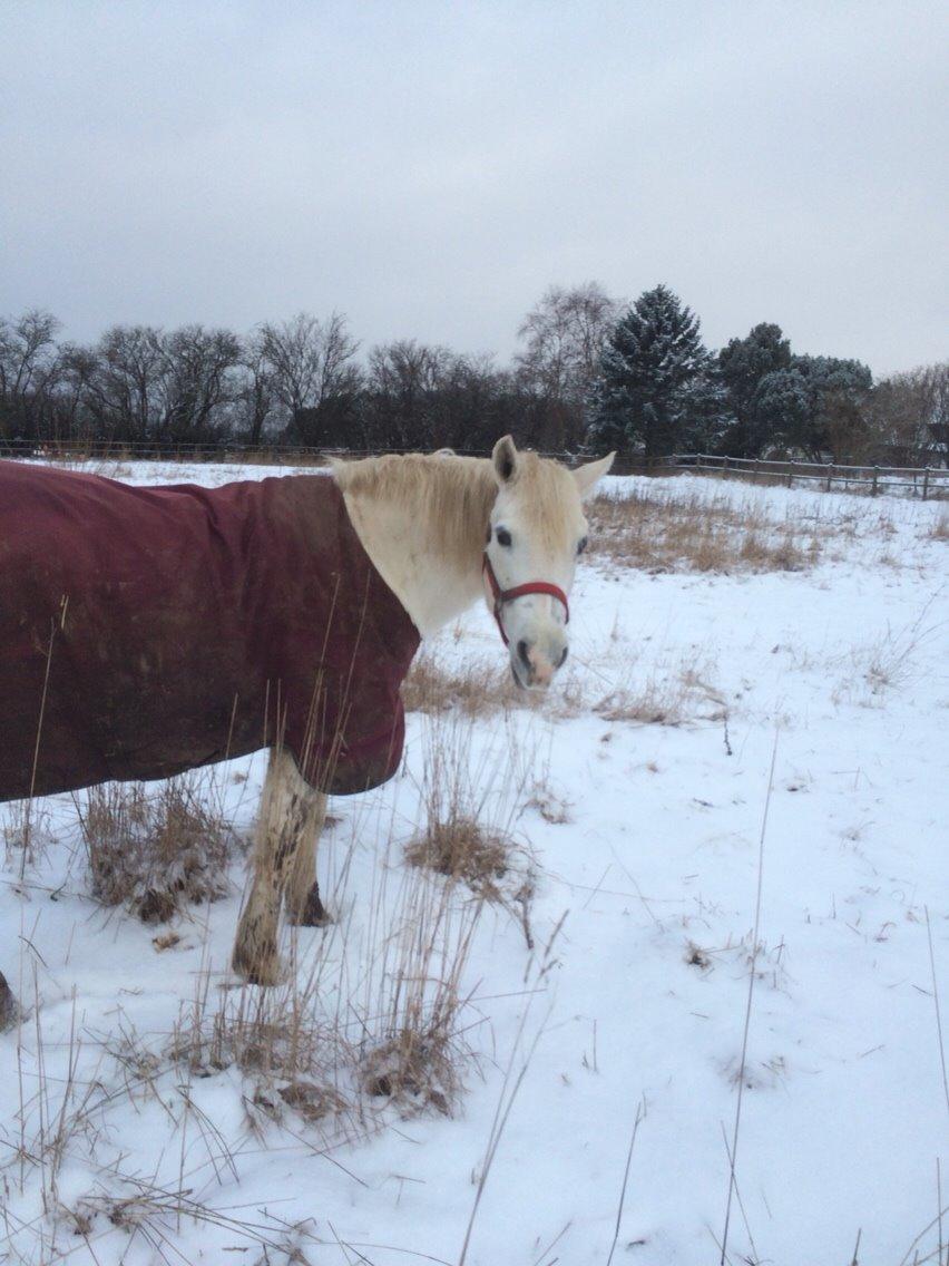Connemara Veddinge merry mistress billede 9