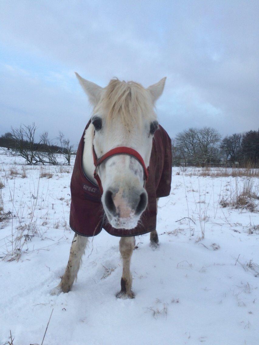 Connemara Veddinge merry mistress billede 10