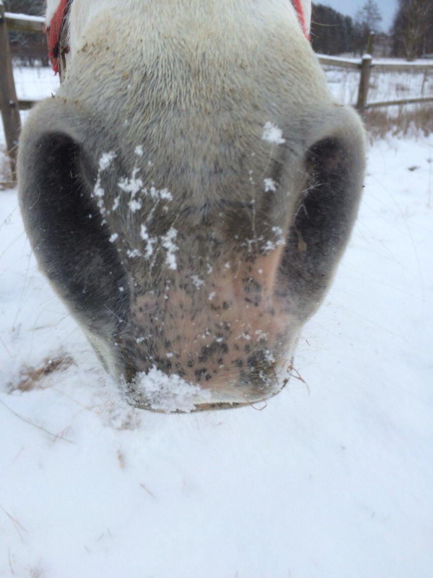 Connemara Veddinge merry mistress billede 11