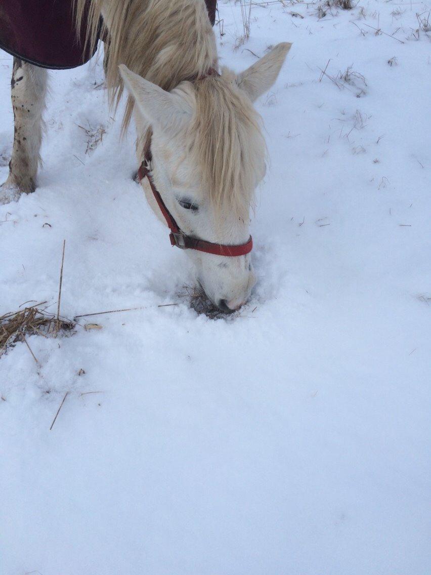 Connemara Veddinge merry mistress billede 12